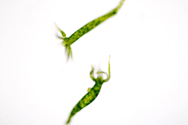 Hydra on suvun pieniä, makean veden eläimiä phylum Cnidaria ja luokan Hydrozoa mikroskoopilla koulutukseen. - Valokuva, kuva
