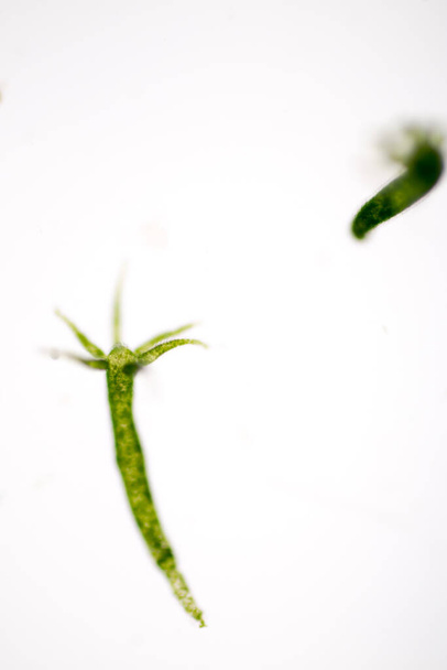 Η Ύδρα είναι ένα γένος μικρών ζώων του γένους Phylum Cnidaria και της τάξης Hydrozoa κάτω από το μικροσκόπιο για εκπαίδευση. - Φωτογραφία, εικόνα