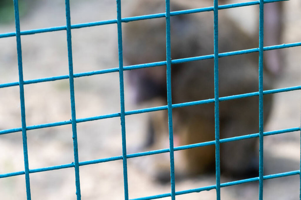 Scimmia offuscata dietro la recinzione di metallo e dall'aspetto triste nello zoo primo piano con sfondo sfocato
 - Foto, immagini