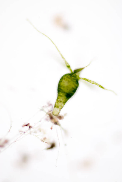 A Hidra a Cnidaria törzsbe és a Hydrozoa osztályba tartozó kisméretű, édesvízi állatok nemzetsége az oktatás mikroszkópja alatt.. - Fotó, kép