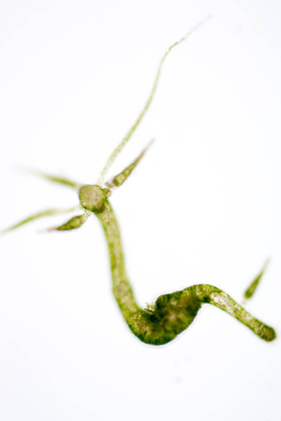 Hydra é um género de pequenos animais de água doce do filo Cnidaria e da classe Hydrozoa sob o microscópio para a educação. - Foto, Imagem