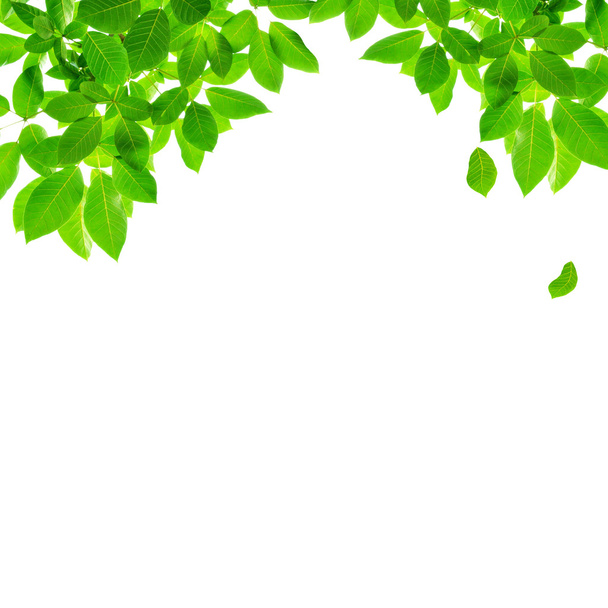 Green leaf border design - Photo, Image