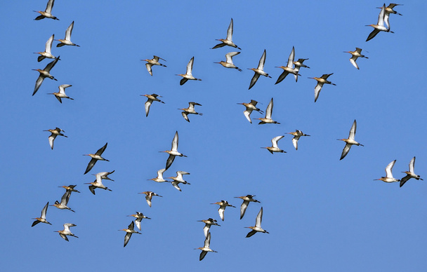 Міграція птахів
 - Фото, зображення