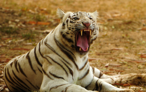 Valkoinen tiikeri möly
 - Valokuva, kuva