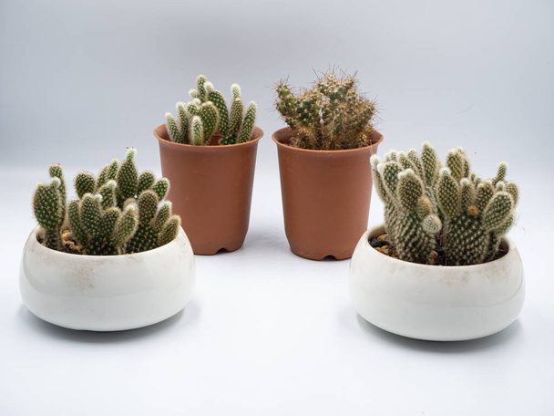 Las ollas blancas y las ollas naranjas de cactus colocadas en el fondo blanco aislado
 - Foto, imagen