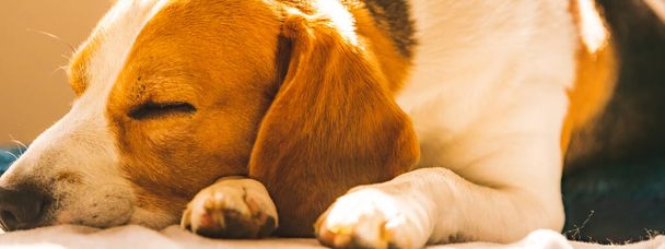 Cane Beagle stanco dorme su un accogliente divano in posizione di marciapiede. Tema di sfondo cane
 - Foto, immagini