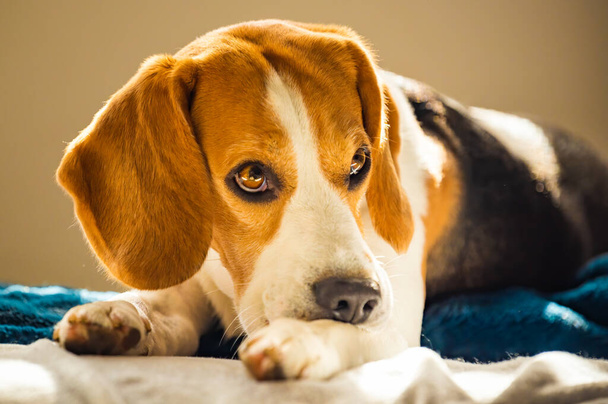 Beagle dog bijt zijn jeukende huid op benen. Huidprobleem allergie reactie of stress reactie concept. - Foto, afbeelding