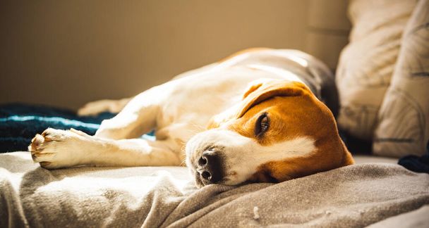 Beagle dog tired sleeps on a cozy sofa in fanny position. Dog background theme - Photo, Image