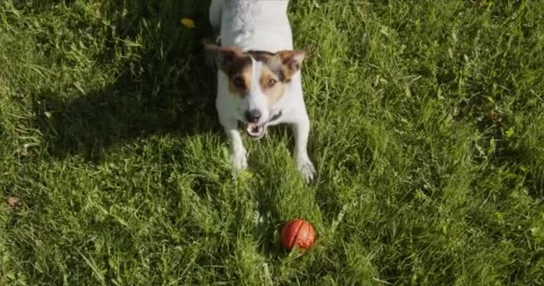 Jack Russell Terrier spielt normalerweise einen orangefarbenen Ball auf dem Rasen - Filmmaterial, Video