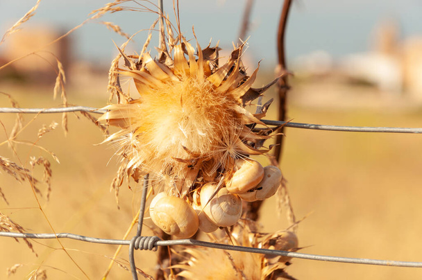 Dried thistle flower (Silybum marianum) with white and yellow snails clinging to its stem. Island of Majorca, Spain - Photo, Image