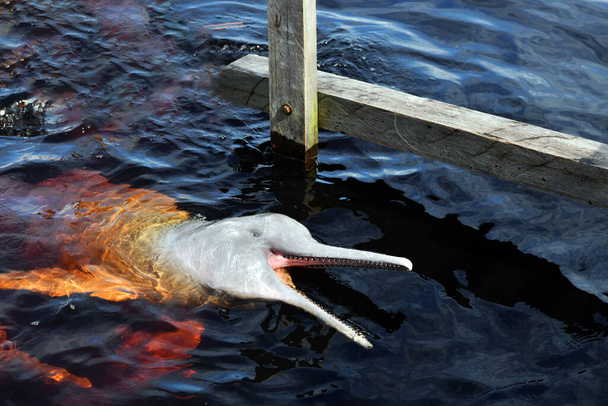 розовые дельфины пришли на биологическую станцию, чтобы насладиться рыбой
 - Фото, изображение