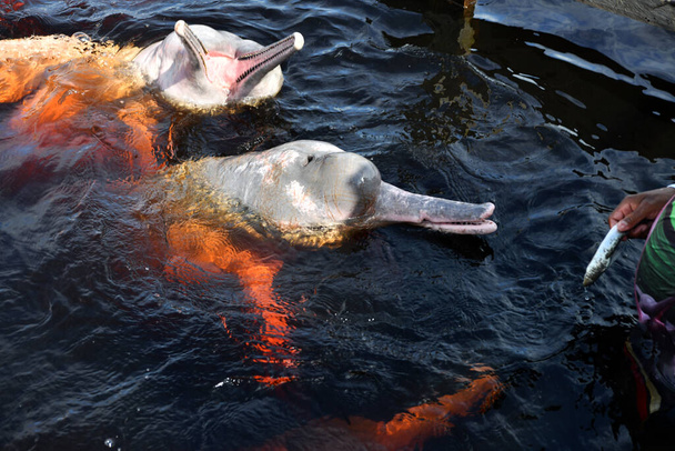 pinkit delfiinit tulivat biologiselle asemalle nauttimaan kalasta - Valokuva, kuva