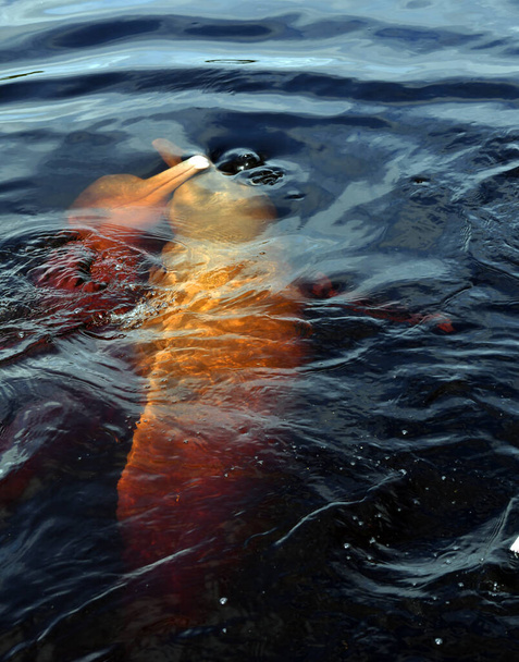 Pinkfarbene Delfine kamen in die Biologische Station, um Fische zu genießen - Foto, Bild