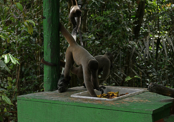 duże stado małp przyszło zjeść owoce na obiad. - Zdjęcie, obraz