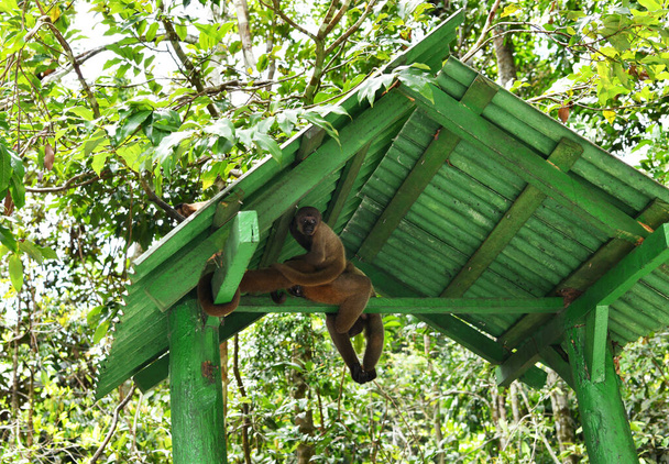 Egy nagy csapat majom jött gyümölcsöt enni ebédre. - Fotó, kép
