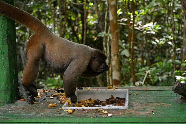 een grote kudde apen kwam fruit eten voor de lunch - Foto, afbeelding