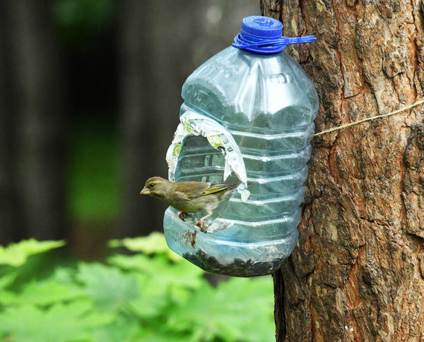 όμορφα πουλιά που αναζητούν τροφή στην άγρια φύση κοντά στον τροφοδότη - Φωτογραφία, εικόνα
