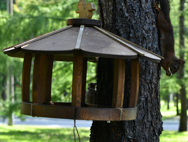 linnut ja oravat lähellä syöttölaite siemeniä - Valokuva, kuva