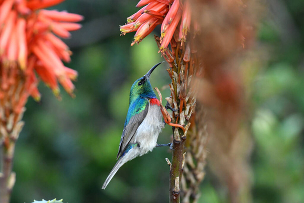 kaunis kirjava lintuja kun metsästys luonnonolosuhteissa - Valokuva, kuva