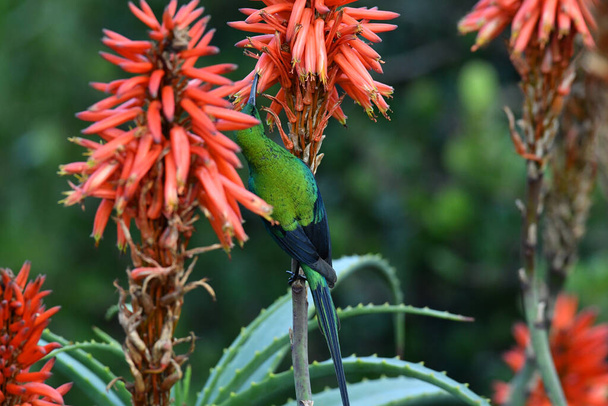 красивая яркая птица нектара на красном меде
 - Фото, изображение