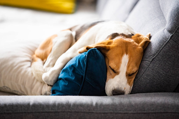 Beagle dog tired sleeps on a cozy sofa in fanny position. Dog background theme - Photo, Image
