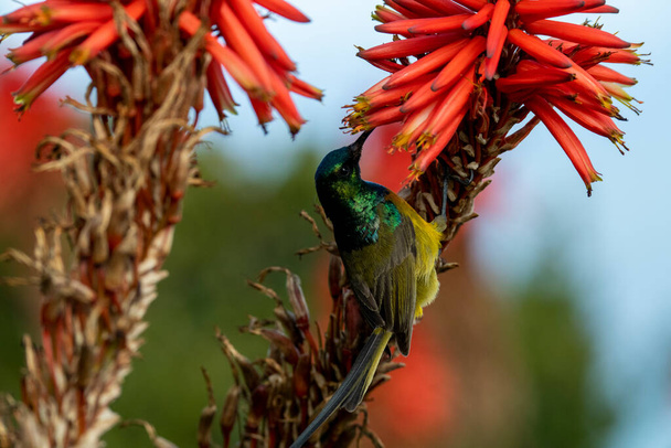 piękny jasny nektar ptak na czerwonym zbiera miód - Zdjęcie, obraz