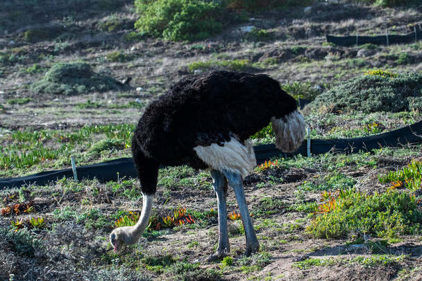 avestruz grande mira al mundo sorprendido
 - Foto, Imagen