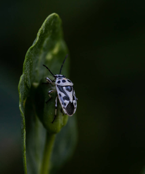 Μαύρο και άσπρο έντομο - Φωτογραφία, εικόνα