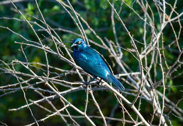 красивая пестрая птица на дереве во время охоты в естественных условиях
 - Фото, изображение