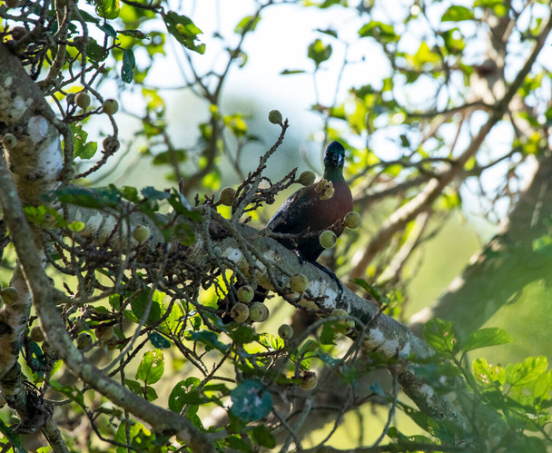 kaunis kirjava lintu puussa, kun taas metsästys luonnonolosuhteissa - Valokuva, kuva