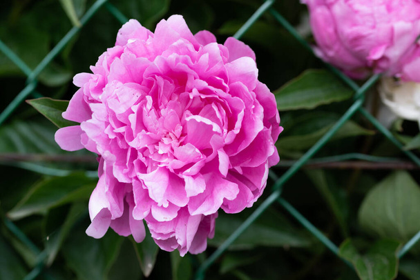 庭の暗いピンクの牡丹の花の頭、自然光。花の背景 - 写真・画像