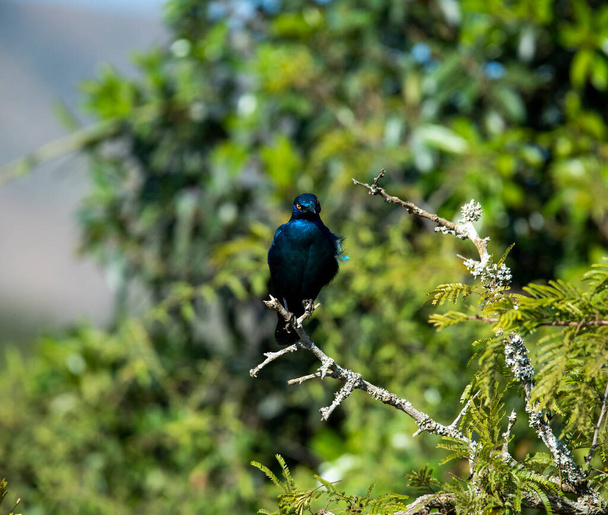 красивая пестрая птица на дереве во время охоты в естественных условиях
 - Фото, изображение