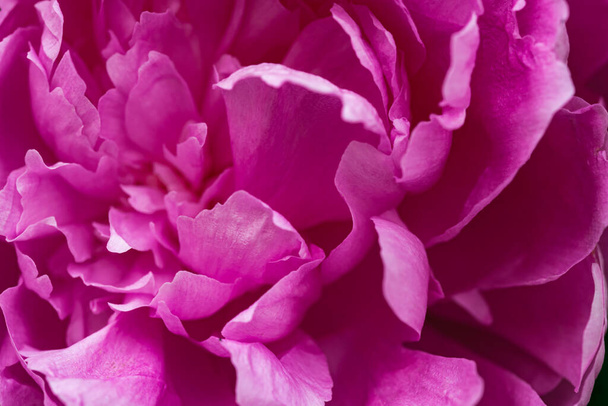 Sötét rózsaszín bazsarózsa virág fej a kertben, természetes fény. Virágos háttér - Fotó, kép