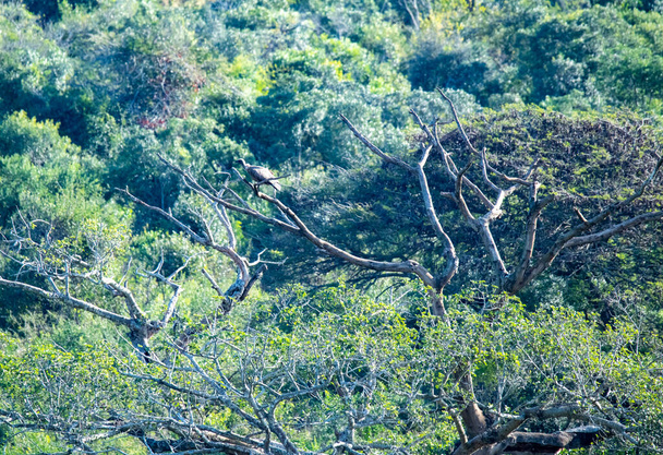krásný pestrý pták na stromě při lovu v přírodních podmínkách - Fotografie, Obrázek