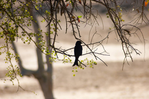 Sihloutte de um pássaro solitário sentado no galho da árvore
 - Foto, Imagem