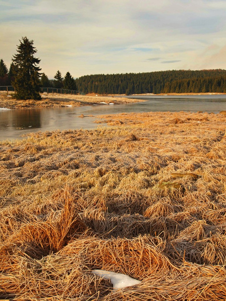 Winterblick über den gefrorenen Wasserspiegel des Sees, ein paar Felsbrocken ragen aus dem Eis. trockene alte Grashalme und Schilf am Ufer, dunkelblaue und grüne Nadeln Baum, nackte Blätter Baum. - Foto, Bild