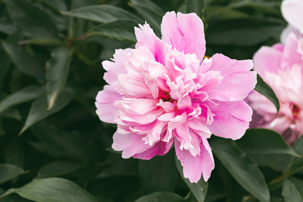 Pink peony flowers head in garden, natural light view from above Floral background - Foto, Imagem