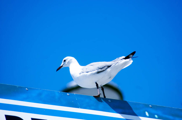 Beyaz güvercin olarak da adlandırılan güvercin, yerel kaya güvercinidir (Columba livia domestica).. - Fotoğraf, Görsel