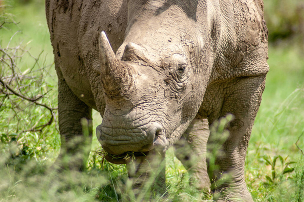 Divoký nosorožec v jihoafrické rezervaci zvěře - Fotografie, Obrázek