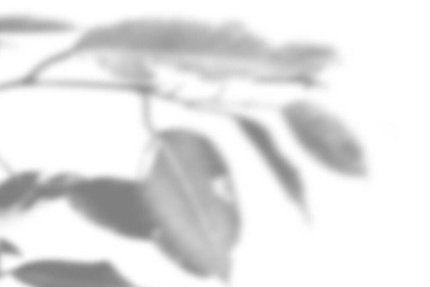 夏の植物の影の背景。白い壁にエキゾチックな植物の影。写真やモックアップを重ね合わせるための白と黒 - 写真・画像