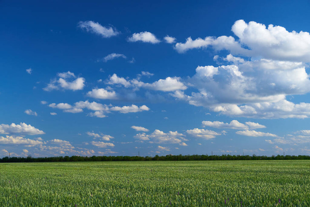 green wheat field on blue sky background - Foto, afbeelding