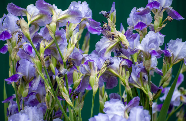 бело-фиолетовые цветки ириса на темно-зеленом фоне. весенние цветы во всей своей красе
. - Фото, изображение