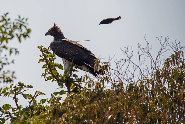A Martial Eagle (Polemaetus bellicosus) being harassed on it's perch by a Fork-tailed Drongo (Dicrurus adsimilis) - Photo, Image