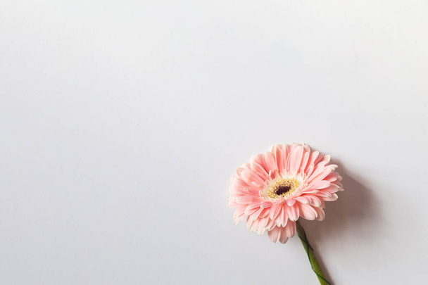 Single daisy flower - Fotoğraf, Görsel