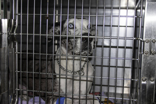Chien triste dans une cage à la clinique vétérinaire après avoir été sauvé des rues d'Abu Dhabi Émirats arabes unis
 - Photo, image