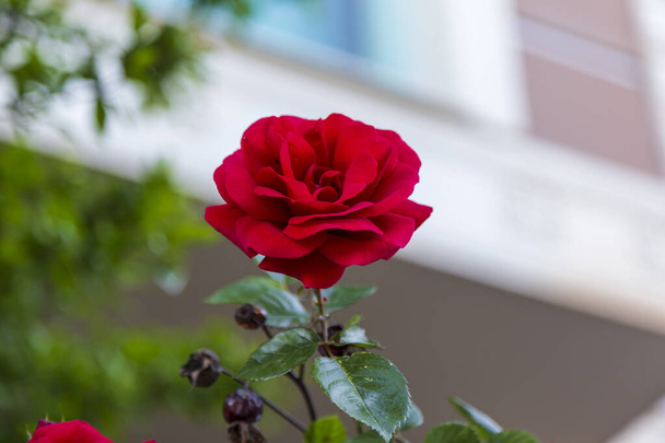 квітка червоної троянди розквітає на тлі розмитих червоних троянд в саду троянд
. - Фото, зображення