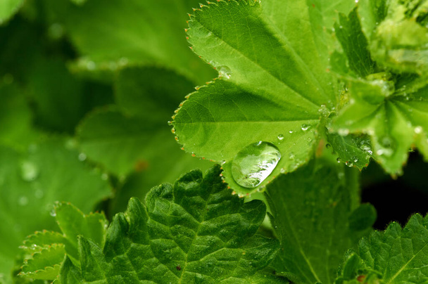 big drops of water at green plant leaves. big raindrops macro. fresh background in green tones - Foto, afbeelding