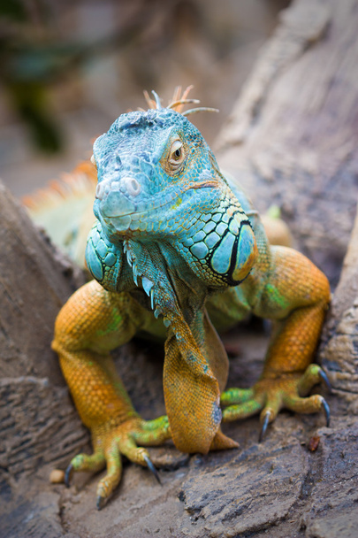 Iguana verde (Iguana iguana
) - Foto, immagini