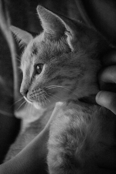 Lindo gato encantador en blanco y negro recibiendo un poco de amor de su maestro
 - Foto, Imagen