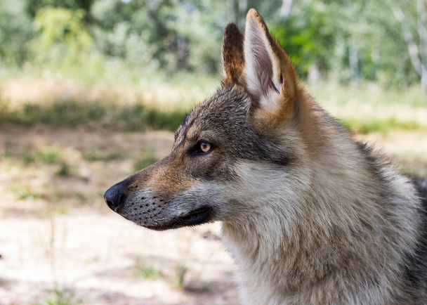 Czechoslovakian wolfdog close-up, in forest - Foto, Bild